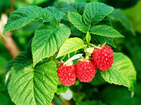 Framboisier en pleine floraison