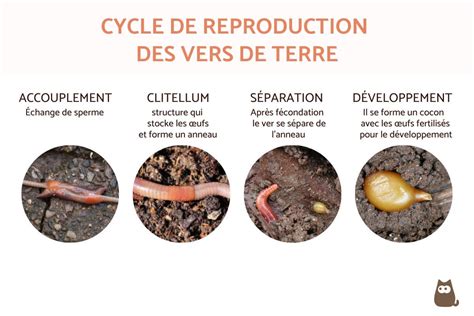 Schéma du cycle de vie d'un ver de terre