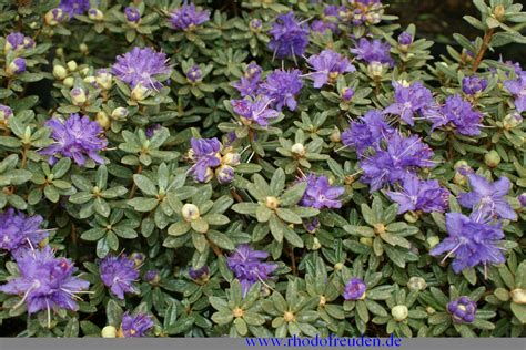 Photographie en gros plan d'un Rhododendron impeditum en pleine floraison