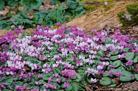 parterre de cyclamens blancs en sous-bois