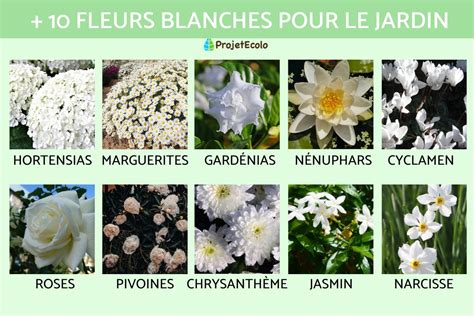 schéma de disposition des fleurs blanches dans un massif mixte