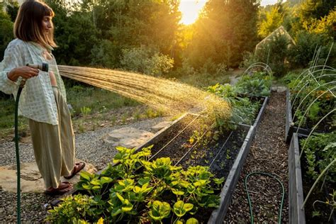 Arroser les plantes tôt le matin leur permet d'absorber l'humidité efficacement et de rester en bonne santé.