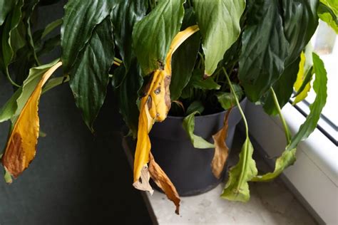 Signes de surarrosage: feuilles jaunes et nouvelles pousses vertes.