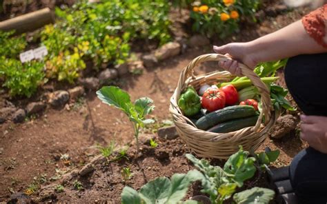 Récolte abondante de légumes frais, illustrant le résultat d'un arrosage maîtrisé et efficace pour des saveurs optimales.