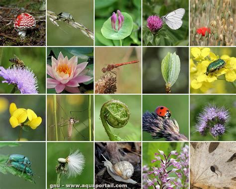 Diversité des végétaux dans un parc