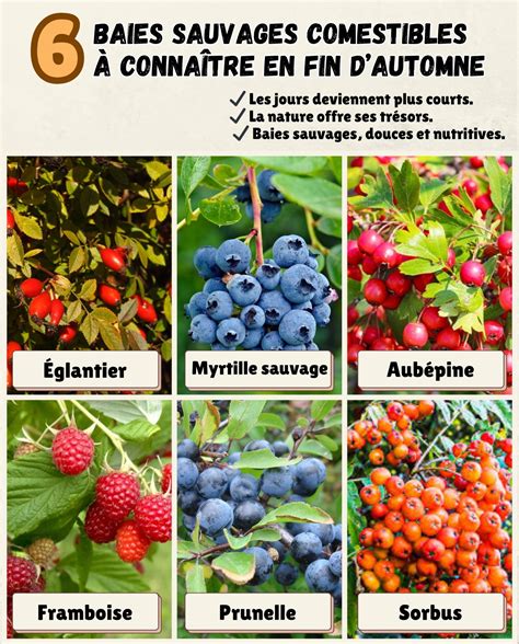 Champ de canneberges en automne avec ses fruits rouges caractéristiques