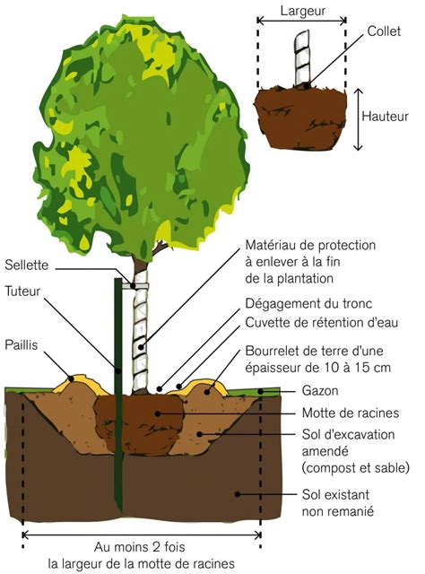 Schéma de plantation d'un jeune plant de canneberge avec paillage