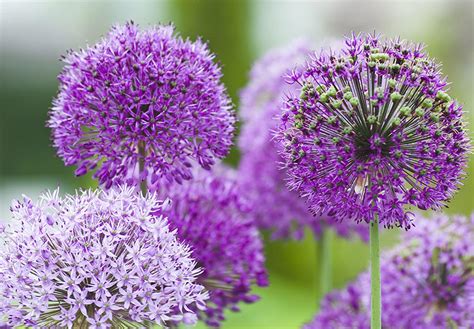 variété d'allium