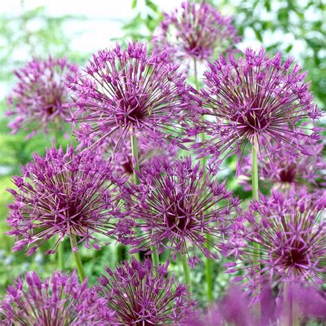 utilisation allium dans un massif