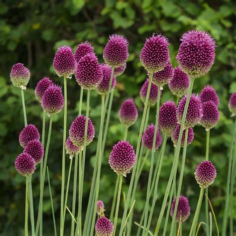 allium sphaerocephalon