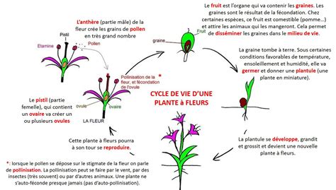 Schéma explicatif de la lutte contre le criocère du lys