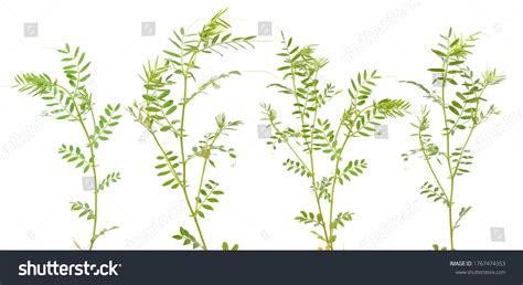 feuille de lentille atteinte de rouille