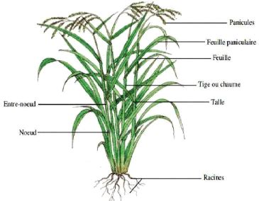 Schéma illustrant la morphologie du plant de riz, de la racine aux panicules