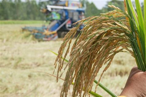 Illustration montrant le processus de battage traditionnel du riz