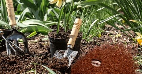 Jardin avec des plantes et du marc de café