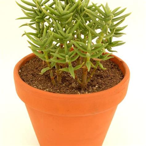 Collection variée de différentes espèces de Crassula dans des pots en terre cuite