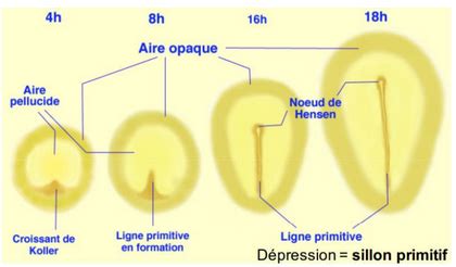 Schéma illustrant la coupe sous le nœud et la formation du cal cicatriciel sur une bouture de Crassula