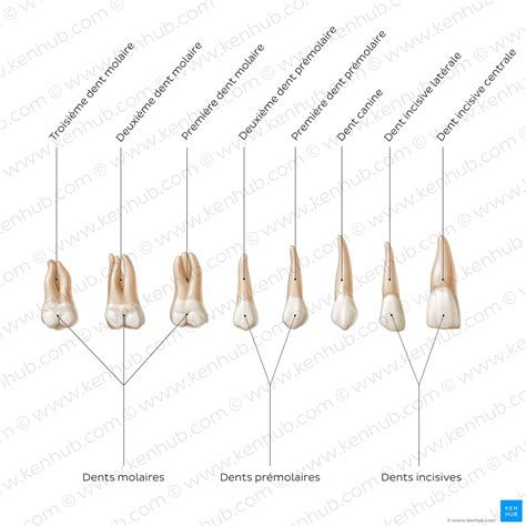 Infographie comparative des types de dents (Standard, Concassage et Limiteur d'attaque)