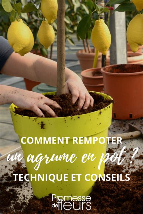 Schéma explicatif de l'hivernage d'un agrume en pot