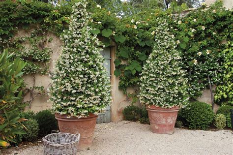 Schéma de drainage pour un pot de jasmin étoilé