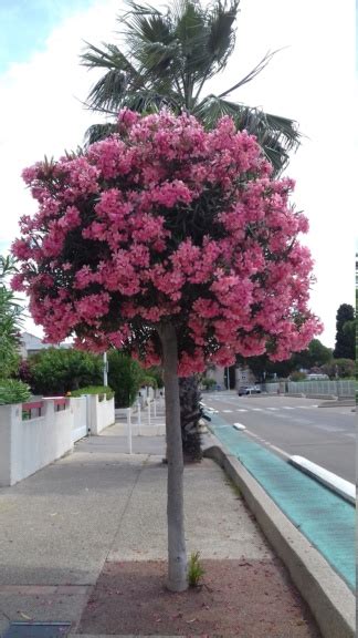 laurier-rose sur tige