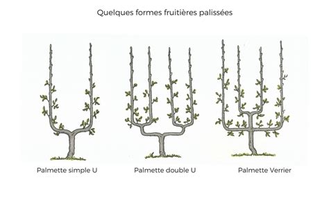 Schéma comparatif des formes en U simple, U double et palmette Verrier