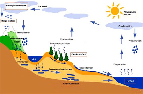 Schéma illustrant le cycle de l'eau dans le sol et l'absorption racinaire