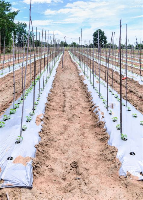 Exemple de film microporeux utilisé comme paillage