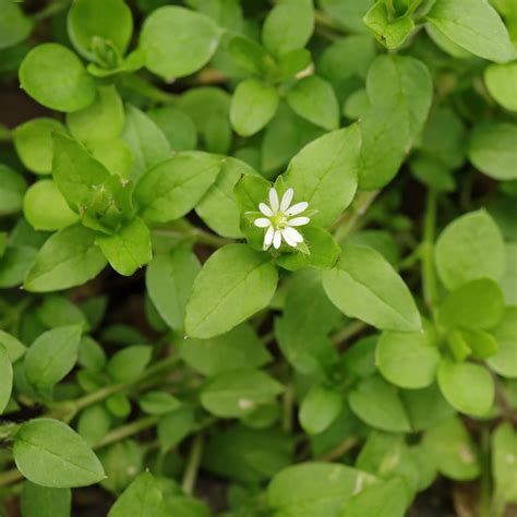 Illustration botanique du mouron blanc (Stellaria media) montrant ses fleurs étoilées et ses tiges fines