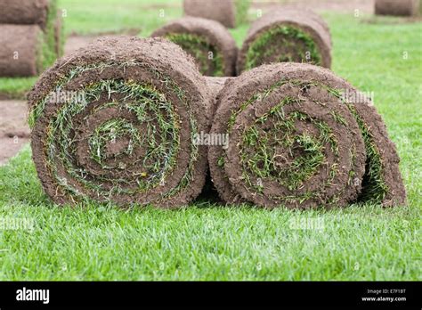 Champ de gazon en rouleaux prêt pour la récolte et l'expédition