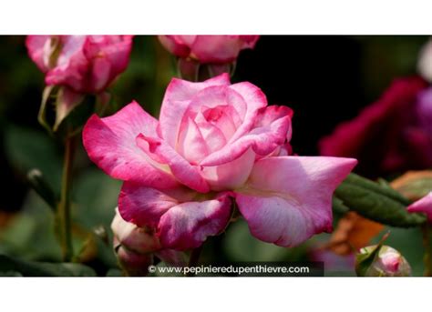 Rosier Pascal Sevran en pleine floraison