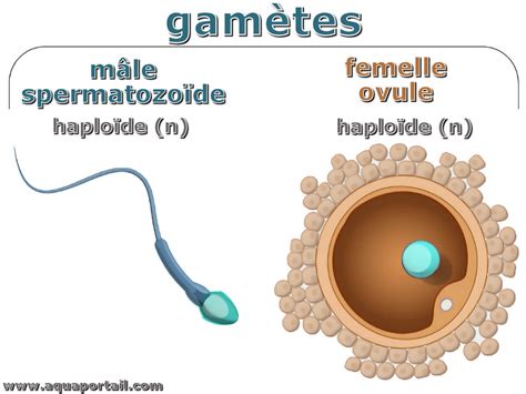 Schéma illustrant le parcours du don de gamètes, de la sélection du donneur à la fécondation in vitro