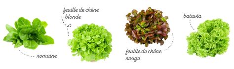 Illustration comparative des différentes formes de laitues : pommée, à couper, romaine, batavia