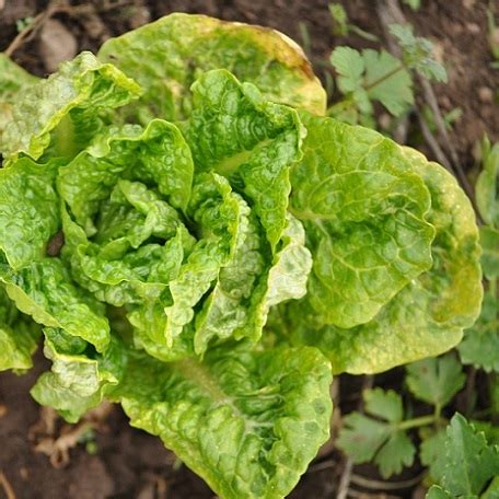 Illustration des maladies courantes de la laitue : mildiou, pourriture grise