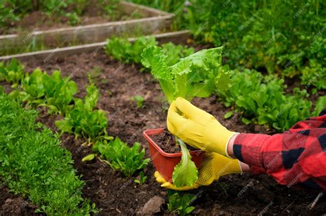 Main d'un jardinier récoltant délicatement des feuilles de laitue