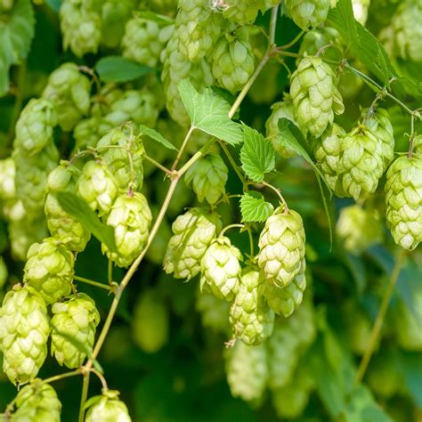 Illustration stylisée d'un houblon Pacific Gem avec ses notes aromatiques de baies