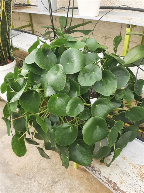 Pilea peperomioides adulte avec ses rejets à la base
