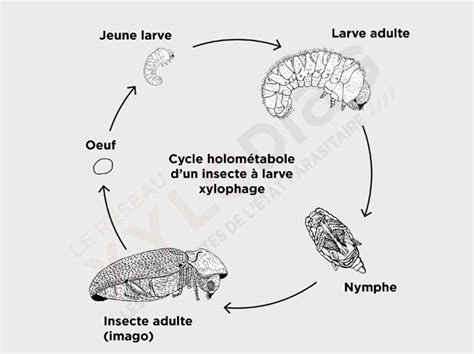 Diagramme comparatif des cycles de vie : larve xylophage versus insecte adulte volant