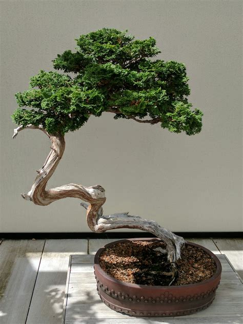 Un bonsaï soigneusement sculpté sur une table de présentation en bois
