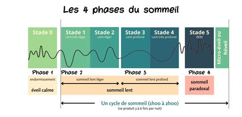 Schéma illustrant les différentes phases de rempotage d'un bonsaï