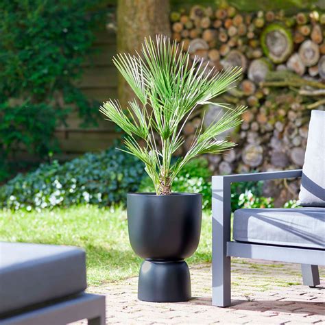 Palmier de Chine en pot sur une terrasse