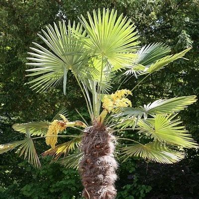 Comparaison des feuilles de différentes variétés de Trachycarpus