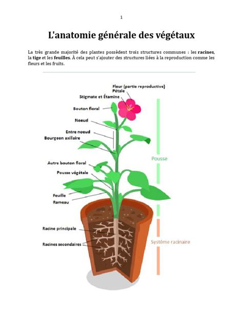 Schéma illustrant les différentes parties d'une bêche et ses variantes