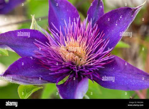 Plan rapproché d'une fleur de Clématite Multi Blue montrant ses sépales bleu violacé et sa structure double caractéristique