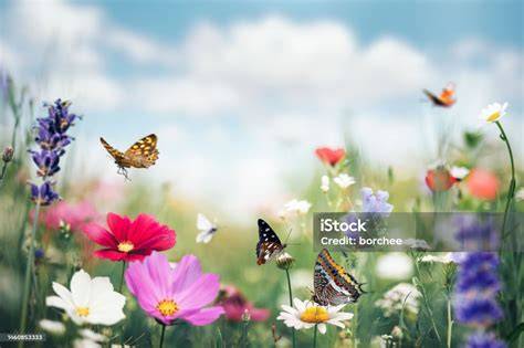 Prairie fleurie en plein été avec des papillons
