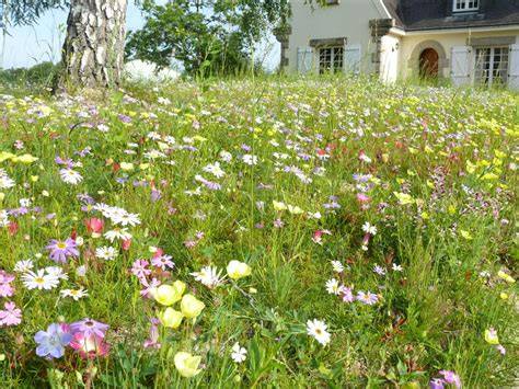 Schéma comparatif gazon fleuri et prairie fleurie