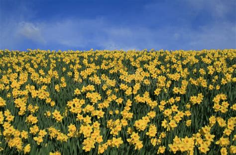 Champ de jonquilles