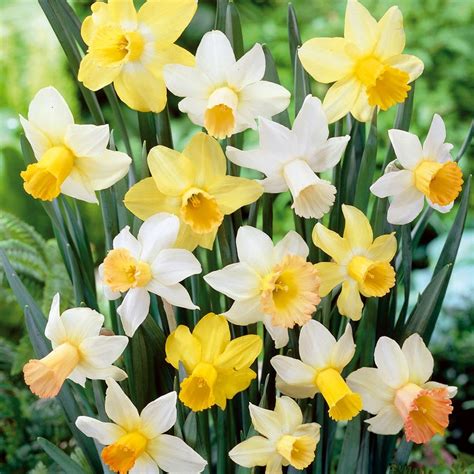 Variétés de narcisses