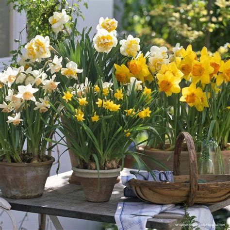 Jonquilles en potées