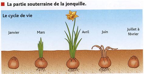 Feuillage de jonquille après floraison